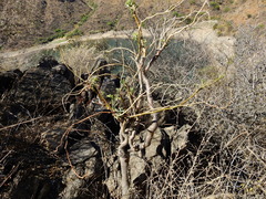 Manihot anisophylla