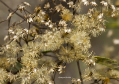 Ageratina glabrata
