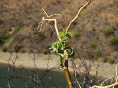 Manihot anisophylla