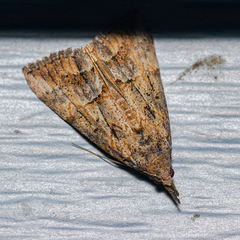 Hypena scabra