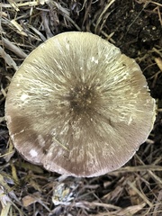 Agaricus endoxanthus