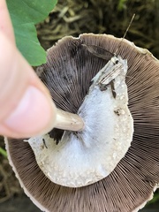 Agaricus endoxanthus