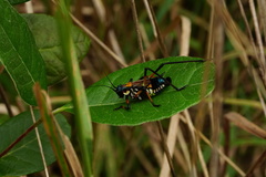 Scaphura elegans