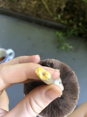 Agaricus endoxanthus