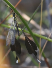 Chasmoptera huttii