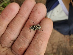 Achardella denticollis