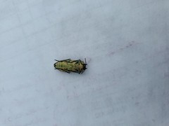 Achardella denticollis