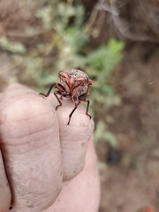 Calliopsida cinnabarina