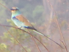 Coracias abyssinicus