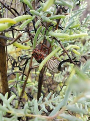 Calliopsida cinnabarina