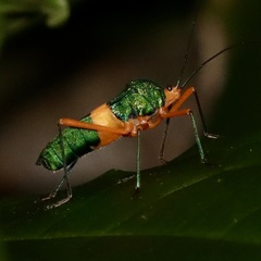 Paryphes