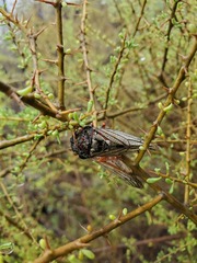 Calliopsida cinnabarina