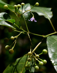 Solanum viridifolium