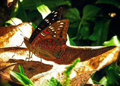 Euthalia adonia pinwilli