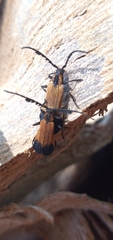 Thelgetra adusta