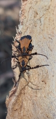 Thelgetra adusta