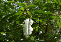 Solanum viridifolium