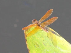 Perithemis tenera