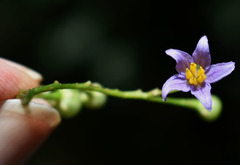 Solanum viridifolium