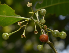 Solanum viridifolium