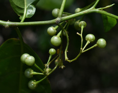 Solanum viridifolium