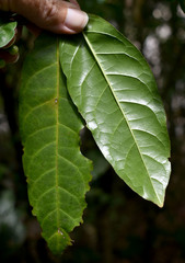 Solanum viridifolium
