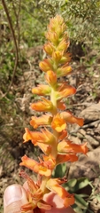 Sinningia allagophylla