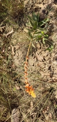 Sinningia allagophylla
