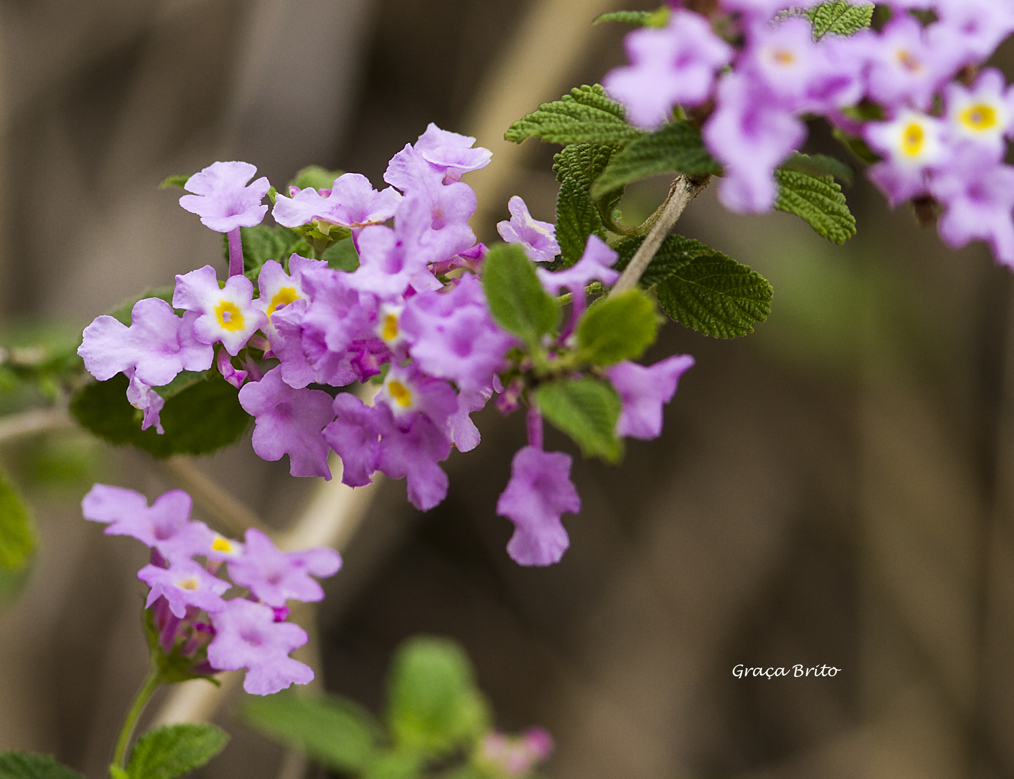 Lantana montevidensis