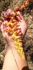 Sinningia allagophylla
