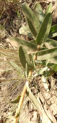 Sinningia allagophylla
