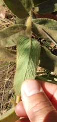 Sinningia allagophylla