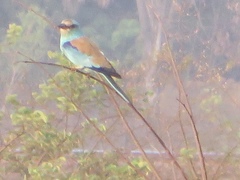 Coracias abyssinicus