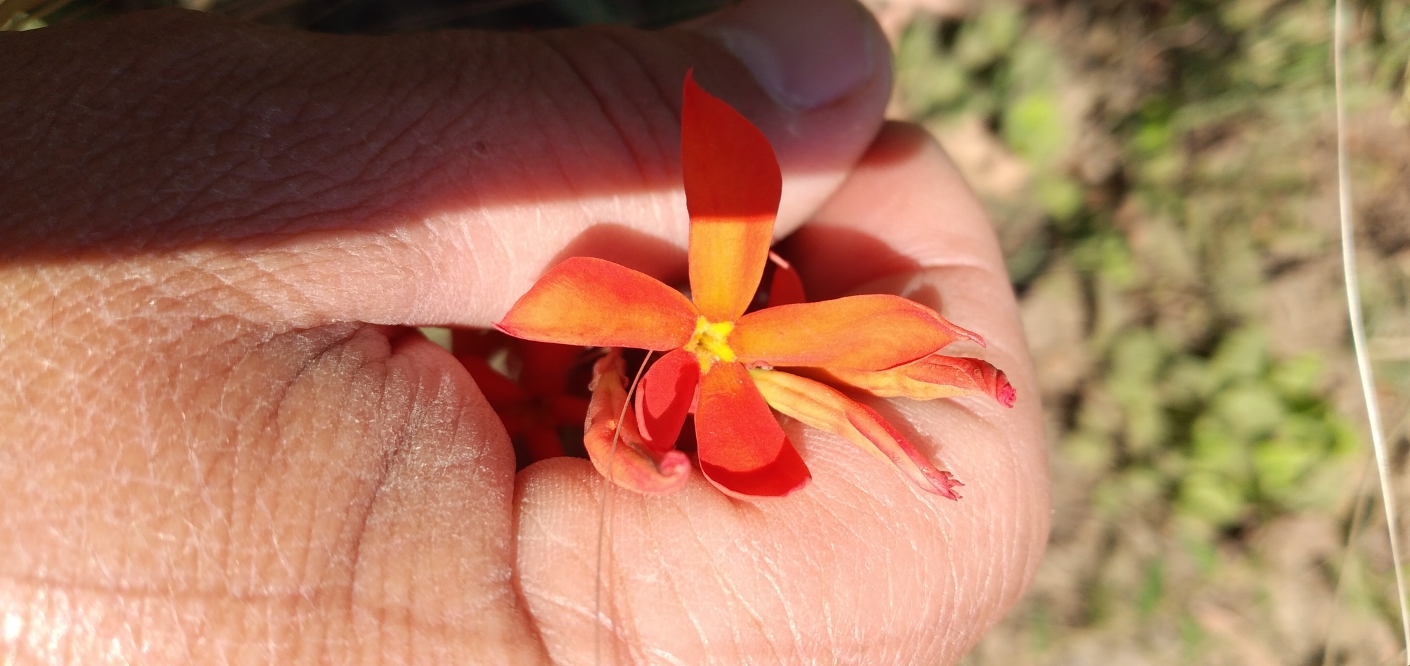 Imagem de Jasmim-vermelho