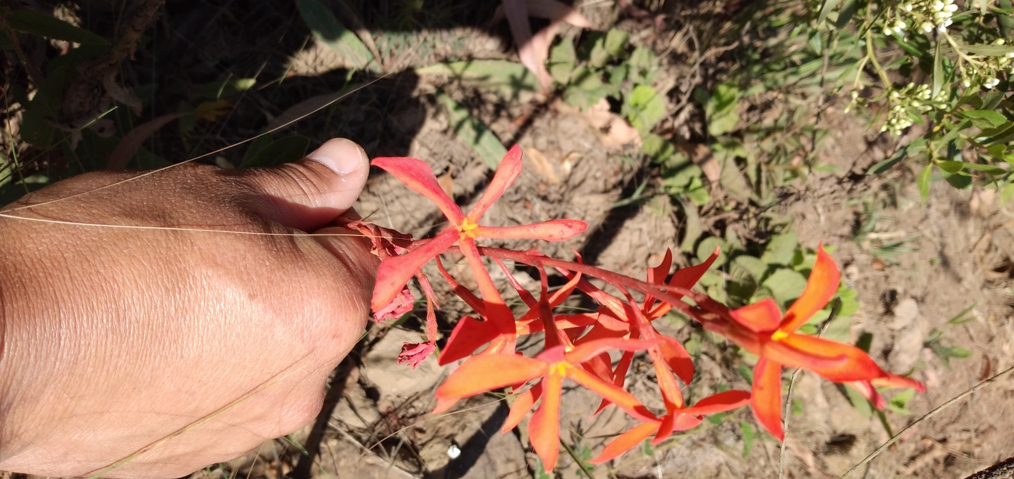 Imagem de Jasmim-vermelho