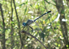 Micrathyria longifasciata