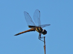Tramea cophysa