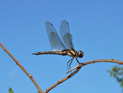Tramea cophysa