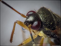 Ausejanus albisignatus