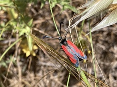 Zygaena punctum