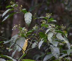 Solanum viridifolium