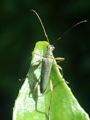 Calliprason sinclairi