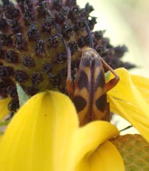 Typocerus octonotatus