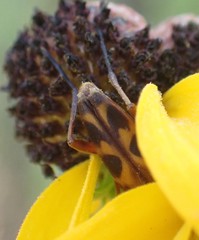 Typocerus octonotatus