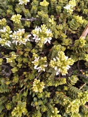 Veronica buchananii