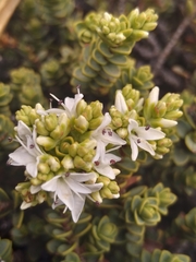 Veronica buchananii