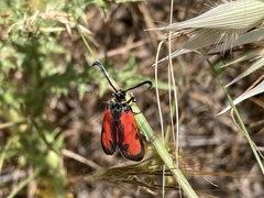 Zygaena punctum