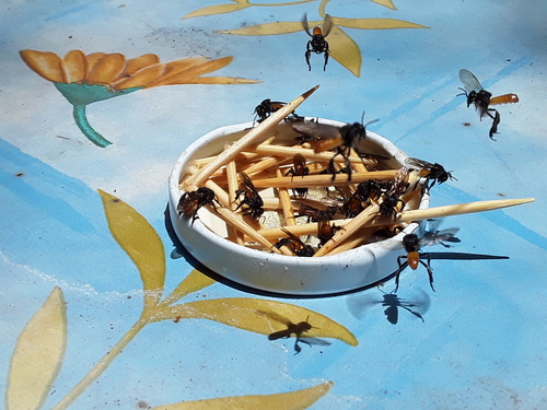 Fox-colored Stingless Bee