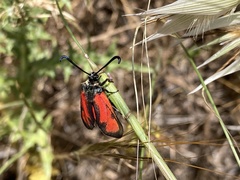 Zygaena punctum