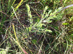 Symphyotrichum sericeum